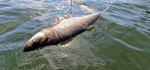 fish in gillnets asp Leuciscus aspius is a European freshwater fish of the Cyprinid family