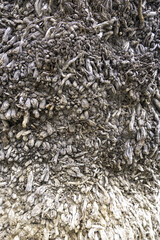 Rough tree texture