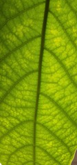 Close look on leaf green net. close look on leaf of avocado