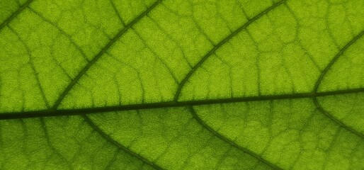 Close look on leaf green net. close look on leaf of avocado