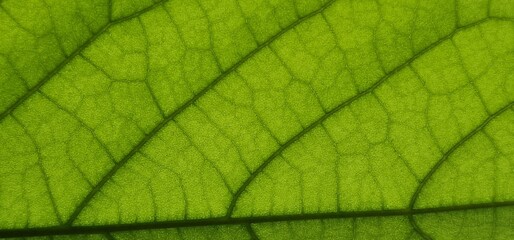 Close look on leaf green net. close look on leaf of avocado
