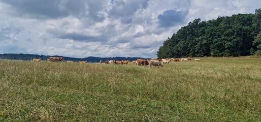 Obraz premium herd of cows on pasture meadow