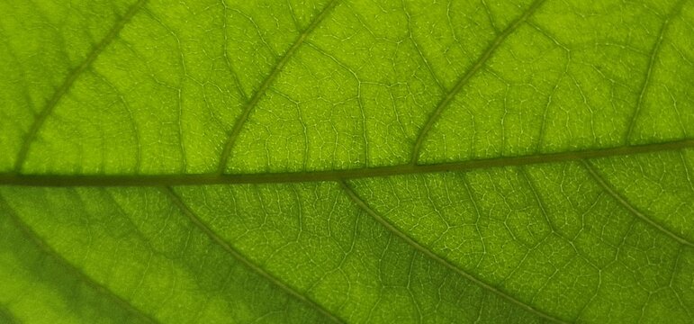 Close look on leaf green net. close look on leaf of avocado