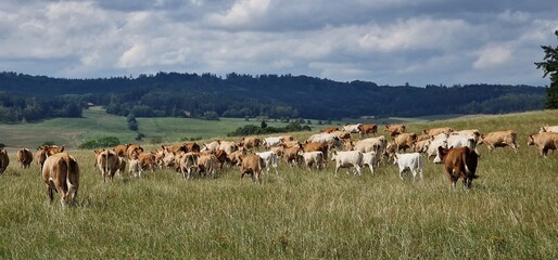herd of cows on pasture meadow