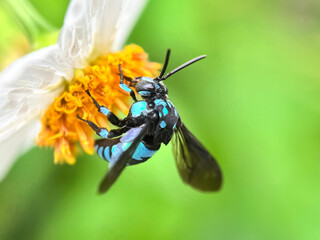 Close up of bees sucking flower nectar, the neon cuckoo bee (Thyreus)