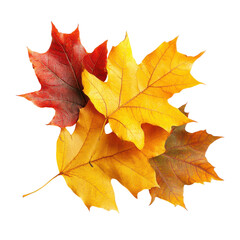 Fototapeta premium Autumn Leaves Isolated for Seasonal Decor Transparent Background