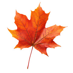 Obraz premium Autumn Maple Leaf on White Background for Design Transparent Background