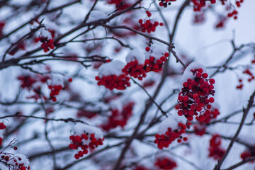 Red berries in the snow.