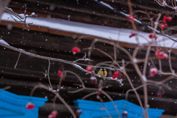 Winter landscapes in the village of Baranchinsky, Kushvinsky urban district, December 2023.