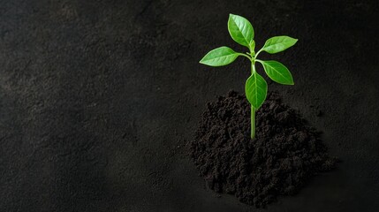 Naklejka premium A single green plant sprout emerges from dark, fertile soil, symbolizing new beginnings, growth, hope, and resilience.
