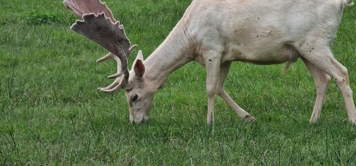 low-coloration Dama dama might have a less pronounced contrast between its coat and spots, appearing in more subdued shades, blending well into its natural surroundings.