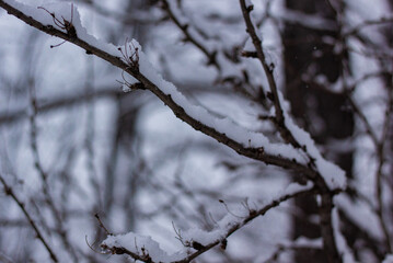 Frosty December frost on vegetation and trees, at -30 degrees Celsius. Late 2023.