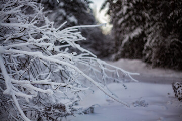 Frosty December frost on vegetation and trees, at -30 degrees Celsius. Late 2023.