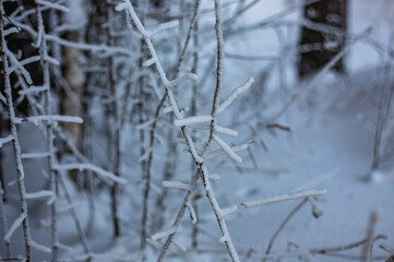 Frosty December frost on vegetation and trees, at -30 degrees Celsius. Late 2023.