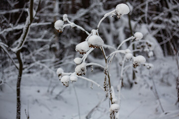 Frosty December frost on vegetation and trees, at -30 degrees Celsius. Late 2023.