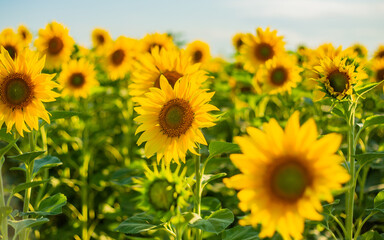 Sunflower in the steppes of Kazakhstan, Kostanay region, August 2024.