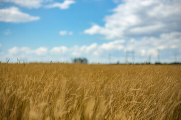 The endless steppes of Kazakhstan in the Akmola, Petropavlovsk and Kostanay regions. August, 2024.
