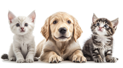 Adorable Golden Retrievers & Kittens on White Background Generative AI