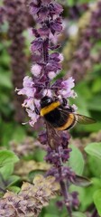 bumblebee on a flower close up