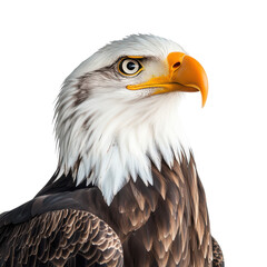 Obraz premium Majestic Bald Eagle on White Background Transparent Background