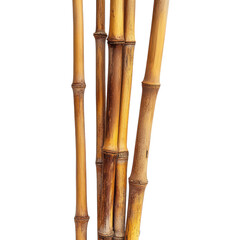 Bamboo Trunk Stick Isolated for Design Use Transparent Background