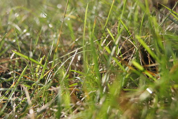 grass on the ground