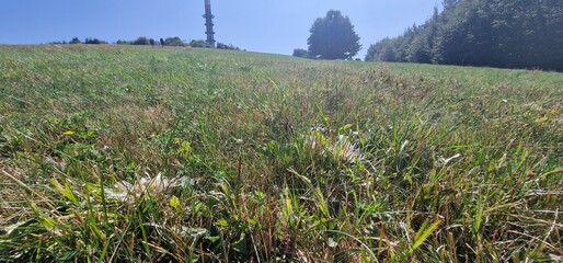 Obraz premium Carlina acaulis, the stemless carline thistle, dwarf carline thistle, or silver thistle, ivelka javorina the peak of mountain bile karpaty transmitter and surrounding meadow and forests holubiho chata