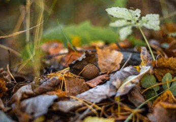 Mushrooms in the Urals and Western Siberia.