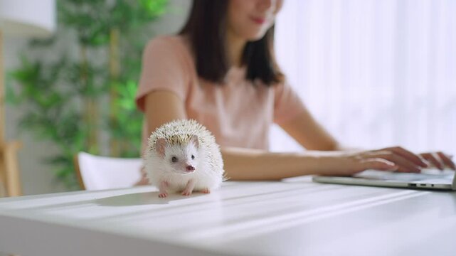 Close up of woman working from home with hedgehog pet in living room. 