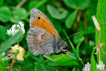 Kleines Wiesenvögelchen // Small heath (Coenonympha pamphilus)