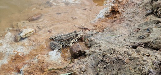 The marsh frog (Pelophylax ridibundus) is a species of water frog native to Europe