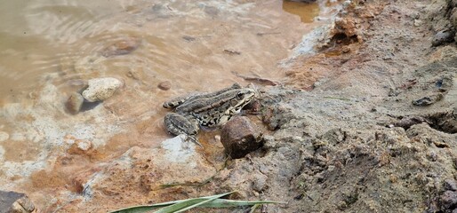 The marsh frog (Pelophylax ridibundus) is a species of water frog native to Europe