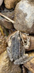 The marsh frog (Pelophylax ridibundus) is a species of water frog native to Europe