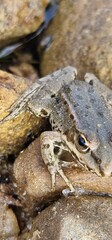 The marsh frog (Pelophylax ridibundus) is a species of water frog native to Europe