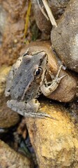 The marsh frog (Pelophylax ridibundus) is a species of water frog native to Europe