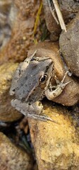 The marsh frog (Pelophylax ridibundus) is a species of water frog native to Europe