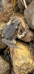 The marsh frog (Pelophylax ridibundus) is a species of water frog native to Europe