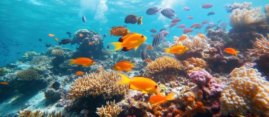 A vibrant underwater scene featuring a coral reef teeming with colorful fish.