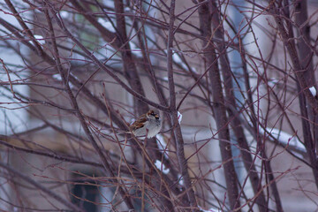 Birds of the passerine family sit on tree branches.