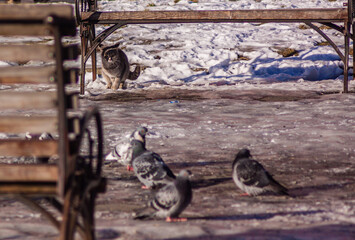Pigeons in winter