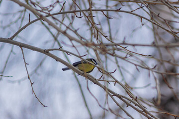 Birds of the passerine family sit on tree branches.