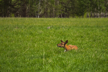 Deer on the Visim farm. May 2024.