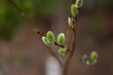 Blooming willow in the Urals. © Roma Mashinist