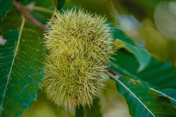 Close-Up of Chestnut in Spiky Shell During Autumn Season