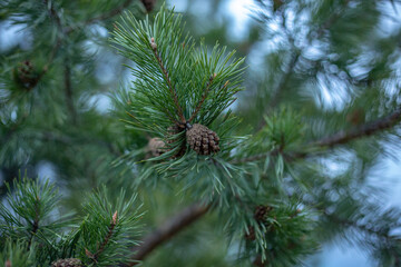 Coniferous trees in the Urals © Roma Mashinist