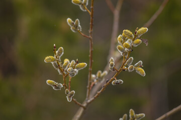 Blooming willow in the Urals.
