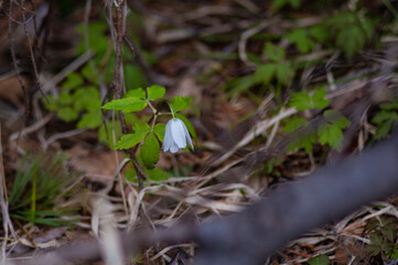 Snowdrops - the first spring flowers in the vicinity of Nizhny Tagil. April 2024.