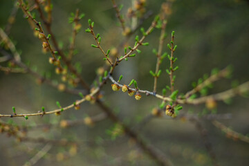 Spring vegetation and revitalization of nature