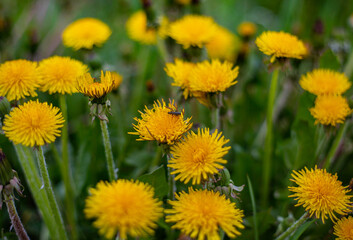 May dandelions