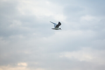 A seagull soars over the Tagil River, June 2024.